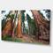 Designart - Three Large Sequoya Trees - African Landscape Canvas Art Print